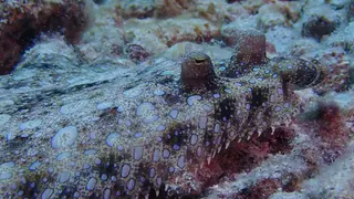 Flounder's Eyes & Mouth