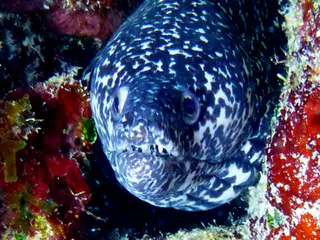 Underwater photograph by Joel Bergsma