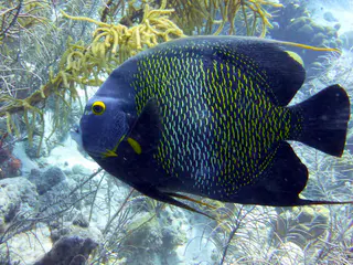 Underwater photograph by Joel Bergsma