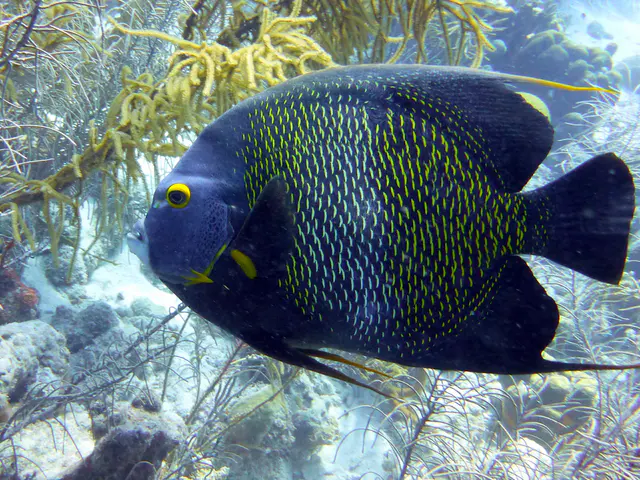 Underwater photograph by Joel Bergsma