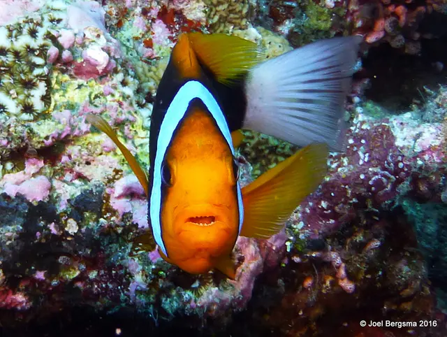 Underwater photograph by Joel Bergsma