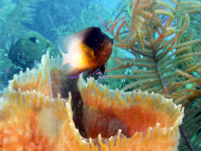 Underwater photograph by Joel Bergsma