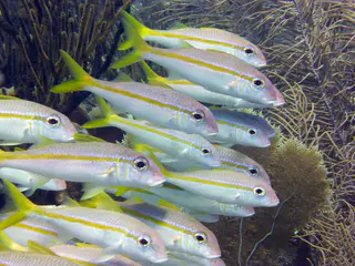 Underwater photograph by Joel Bergsma