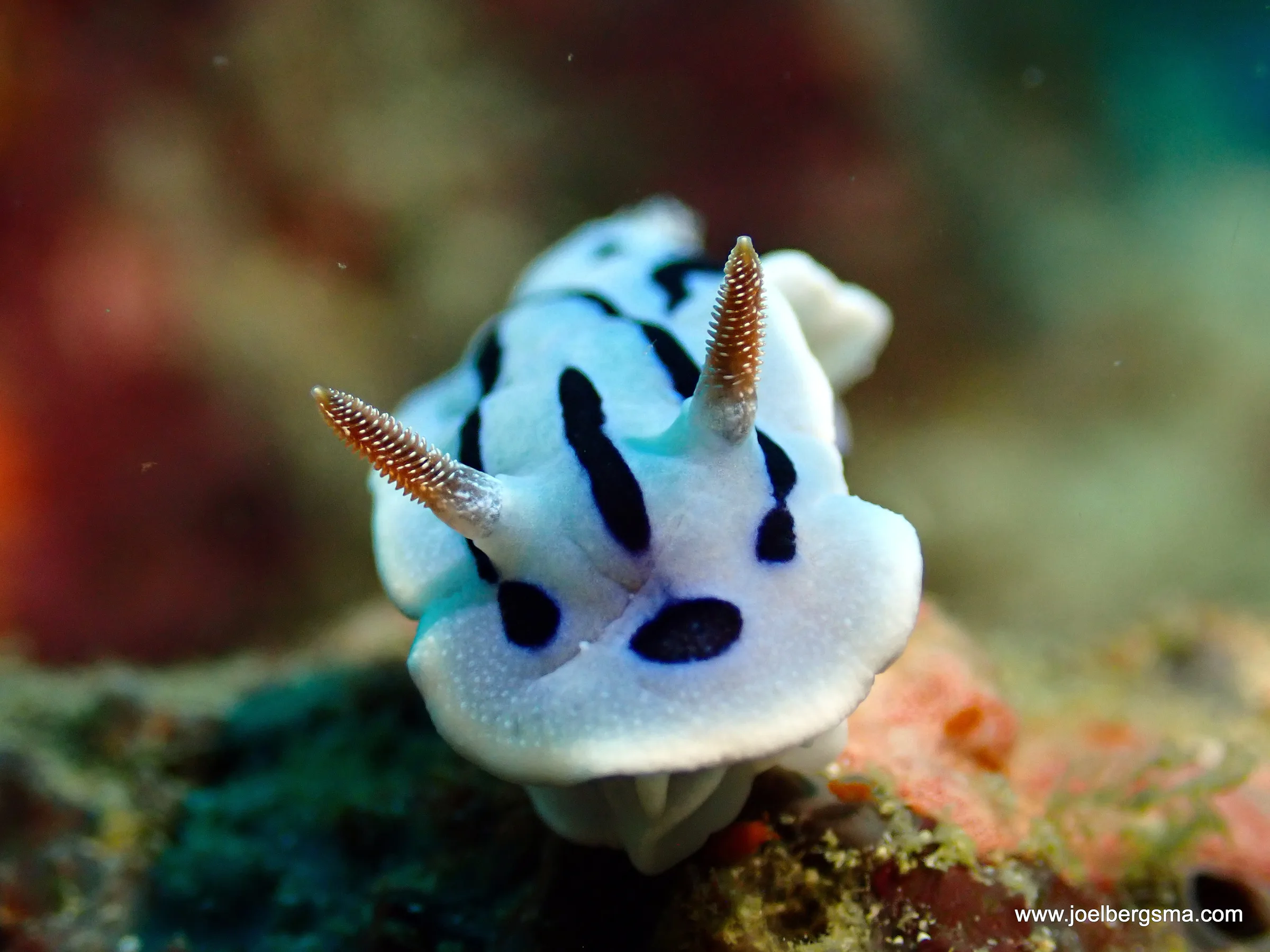 Philippines underwater photograph, 2022