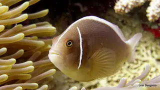 Underwater photograph by Joel Bergsma
