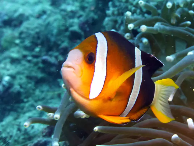 Underwater photograph by Joel Bergsma
