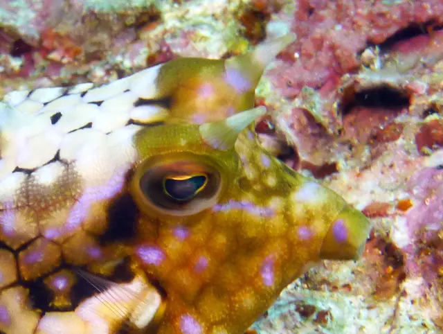 Underwater photograph by Joel Bergsma