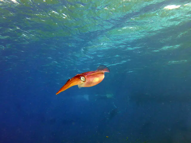 Underwater photograph by Joel Bergsma