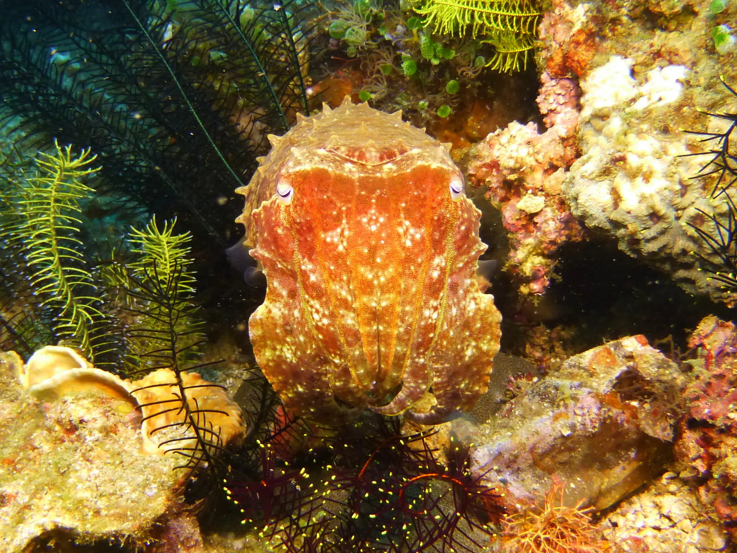 Cuttlefish, Philippines, 2014
