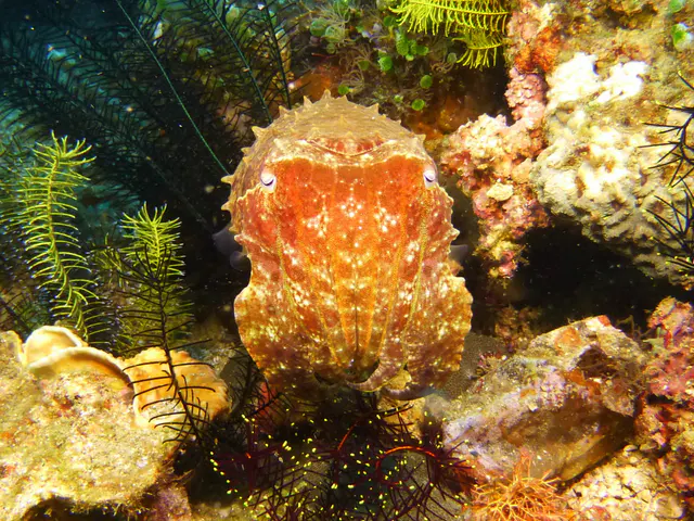 Underwater photograph by Joel Bergsma