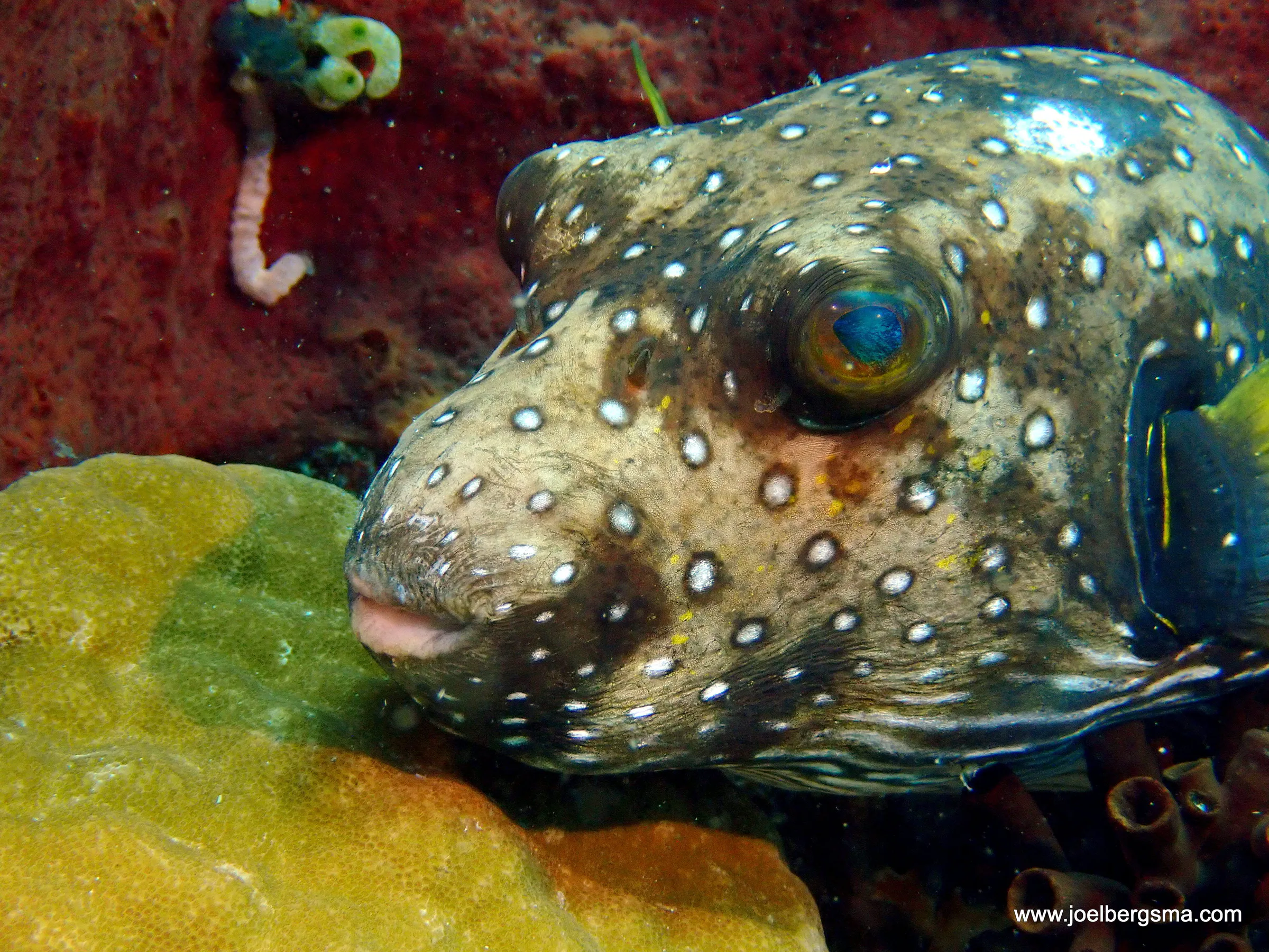 Philippines underwater photograph, 2022