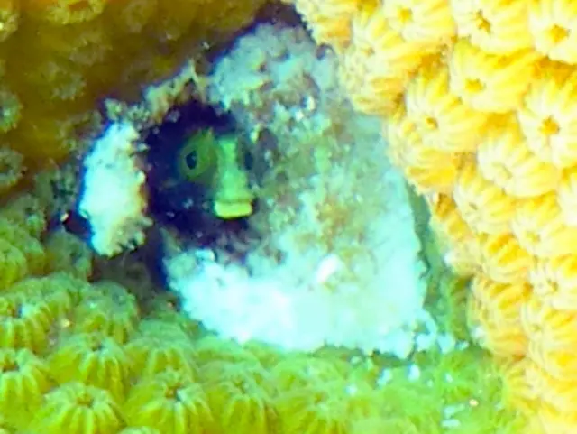 Underwater photograph by Joel Bergsma
