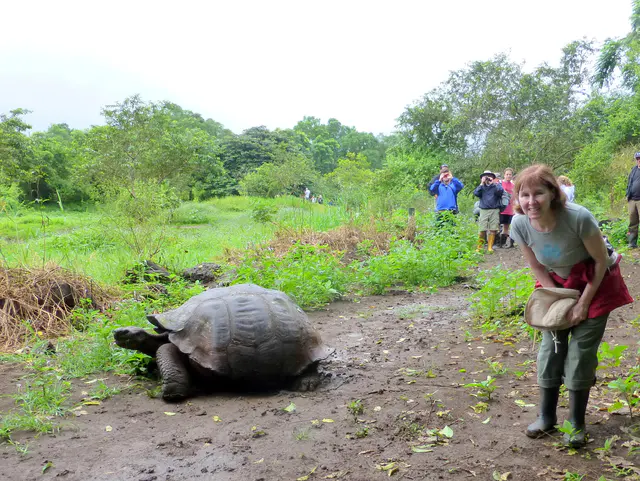 Tortoise on a private farm in Santa Cruz, adjoining the National Park.