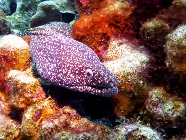 Underwater photograph by Joel Bergsma