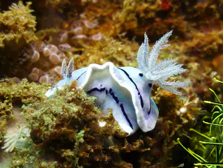 Underwater photograph by Joel Bergsma