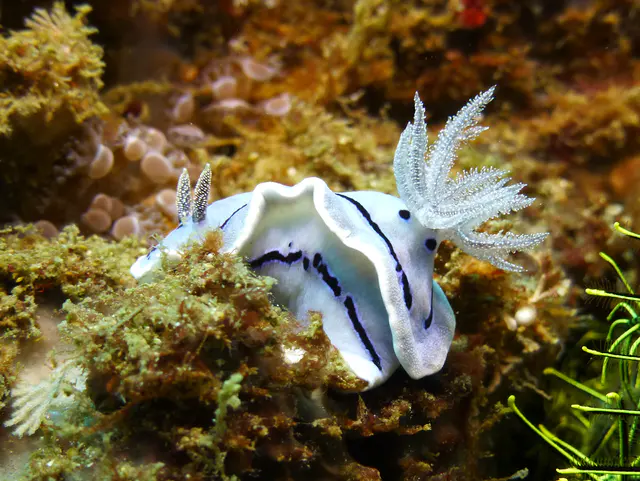 Underwater photograph by Joel Bergsma
