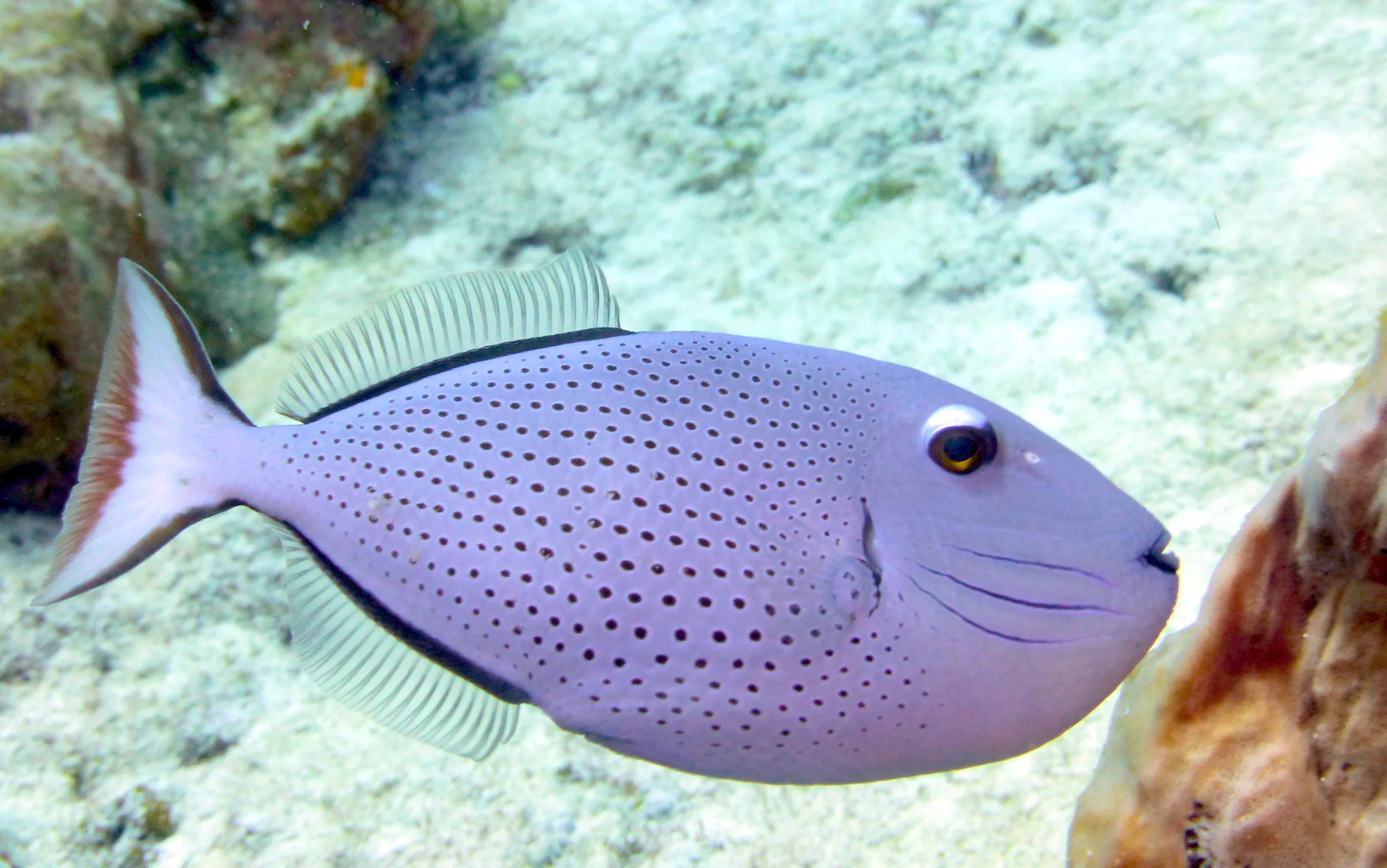 Queen Triggerfish, Cozumel, 2014