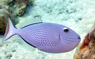 Underwater photograph by Joel Bergsma