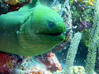 Underwater photograph by Joel Bergsma