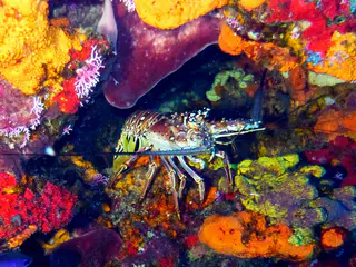 Underwater photograph by Joel Bergsma
