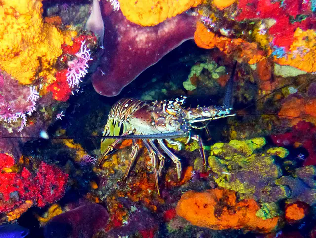 Underwater photograph by Joel Bergsma