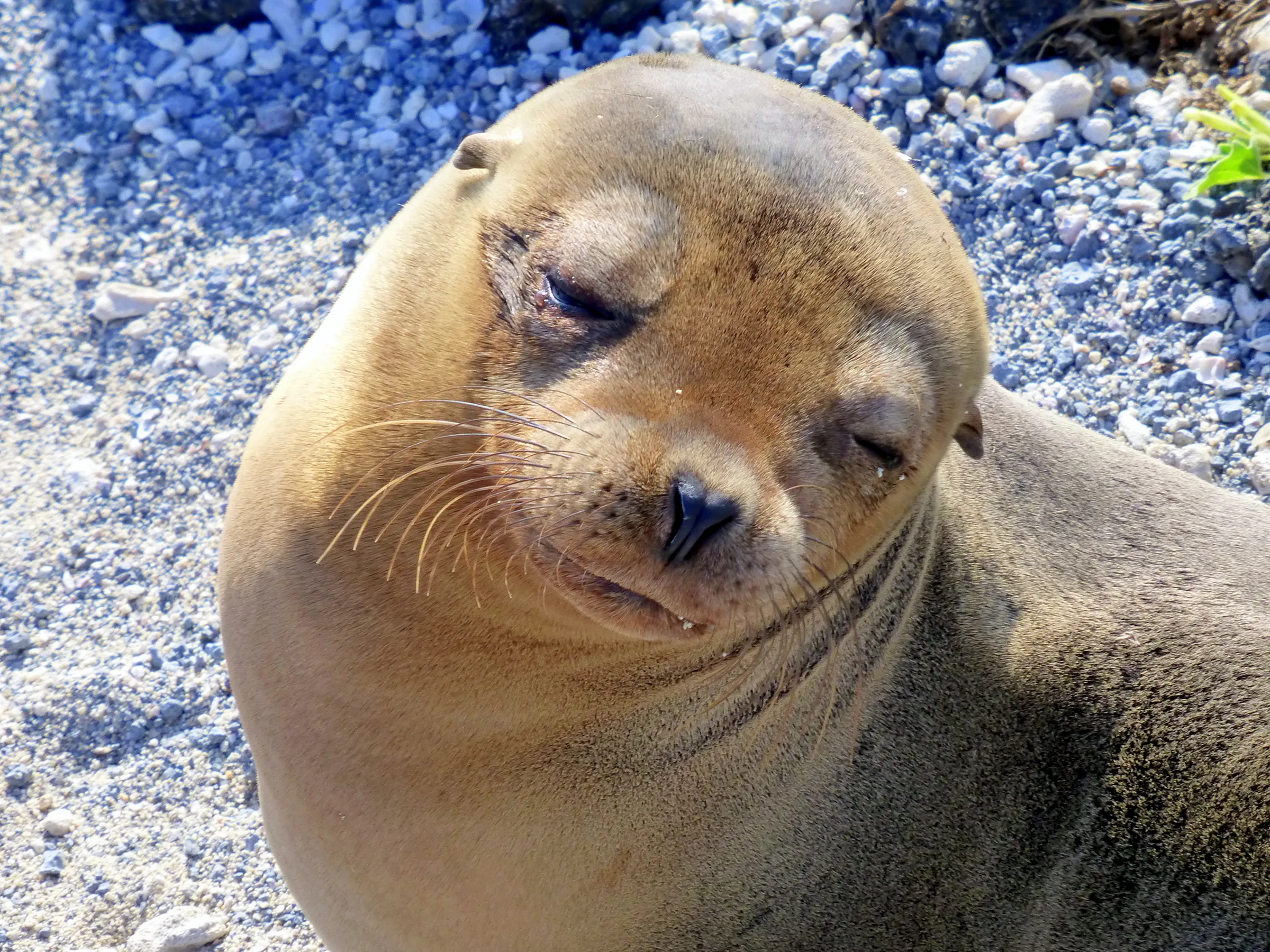 Sea Lion. Galapagos Islands.