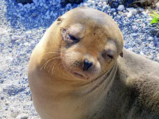 Sea Lion. Galapagos Islands.