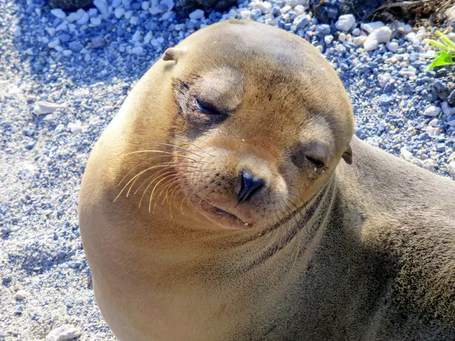 Sea Lion. Galapagos Islands.