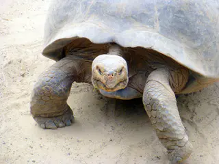 Giant Tortoise