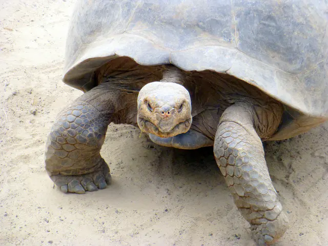 Giant Tortoise