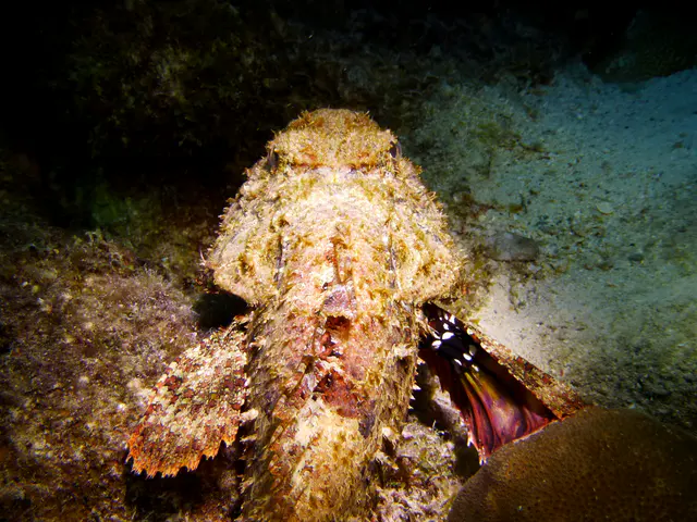 Underwater photograph by Joel Bergsma