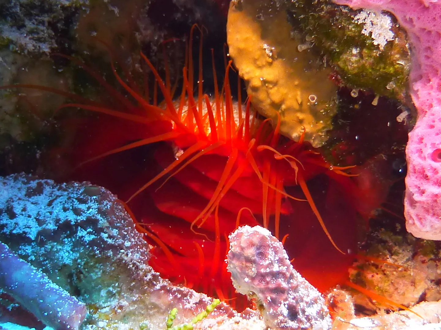 Flame Scallop, Cozumel, 2013