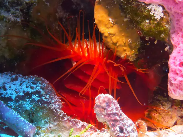 Underwater photograph by Joel Bergsma
