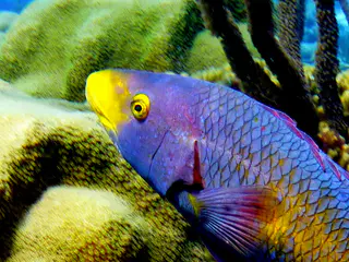 Underwater photograph by Joel Bergsma