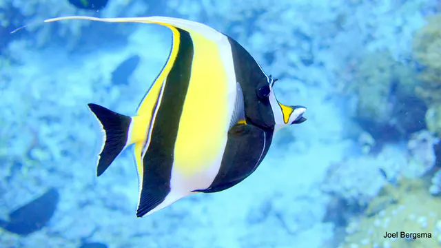 Underwater photograph by Joel Bergsma