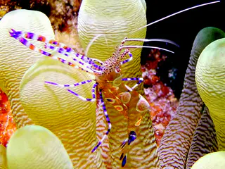 Underwater photograph by Joel Bergsma