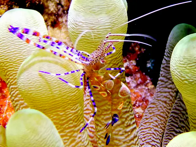 Underwater photograph by Joel Bergsma