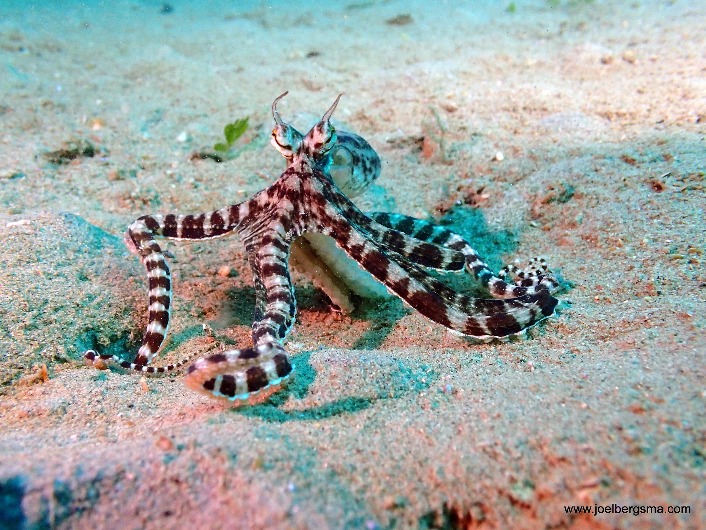 Philippines underwater photograph, 2022