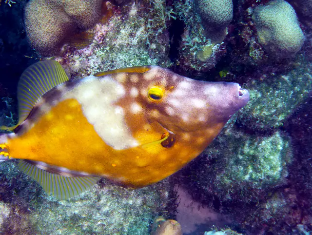 Underwater photograph by Joel Bergsma