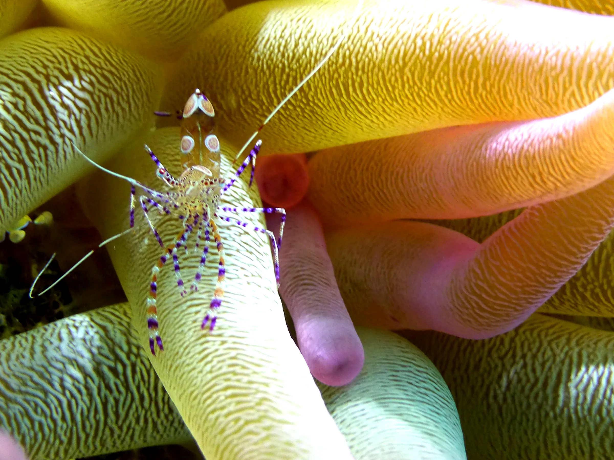 Shrimp, Bonaire, 2013