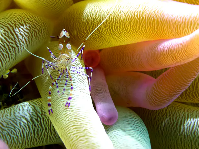 Underwater photograph by Joel Bergsma
