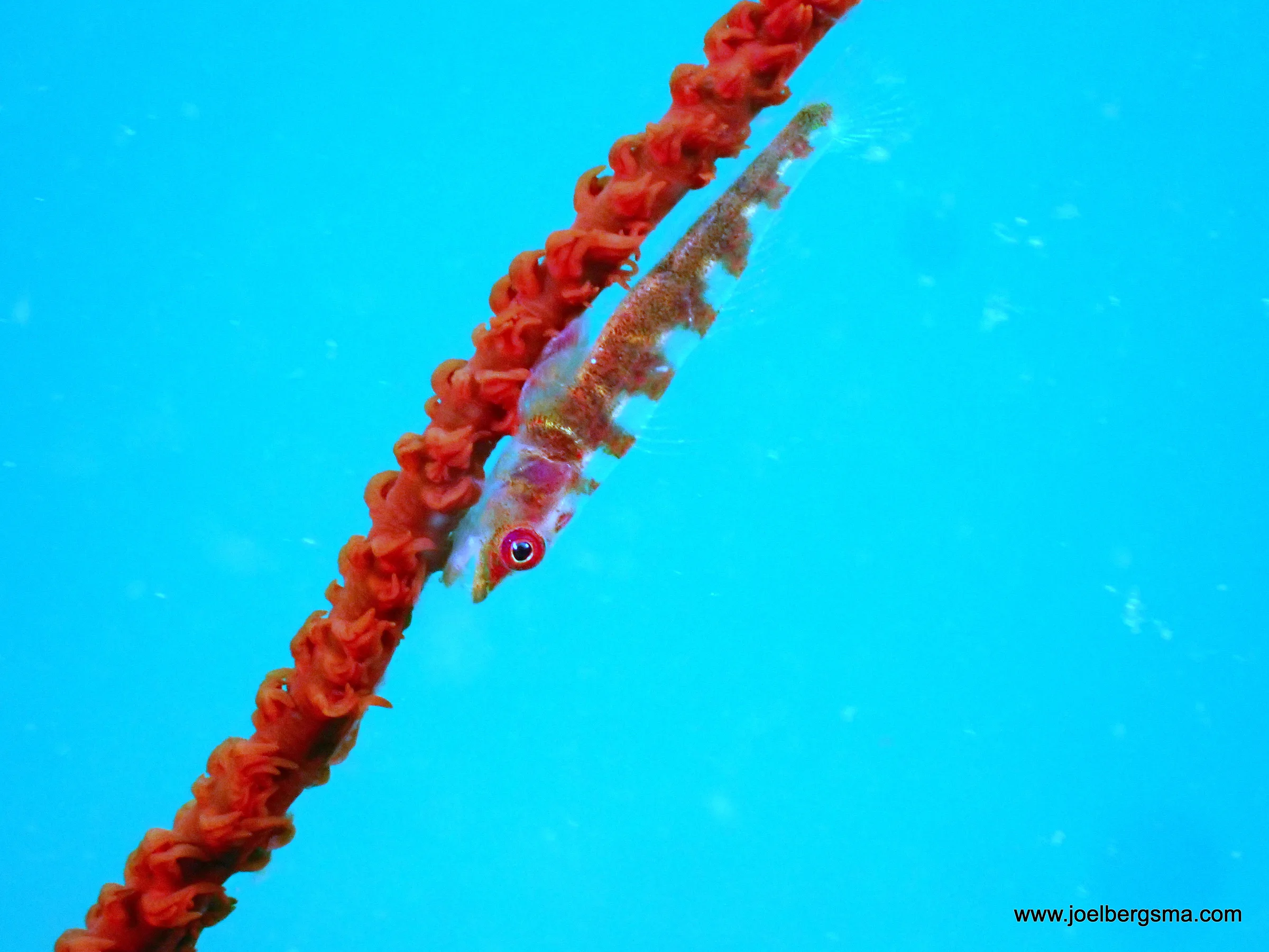 Philippines underwater photograph, 2022