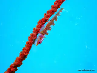 Underwater photograph by Joel Bergsma