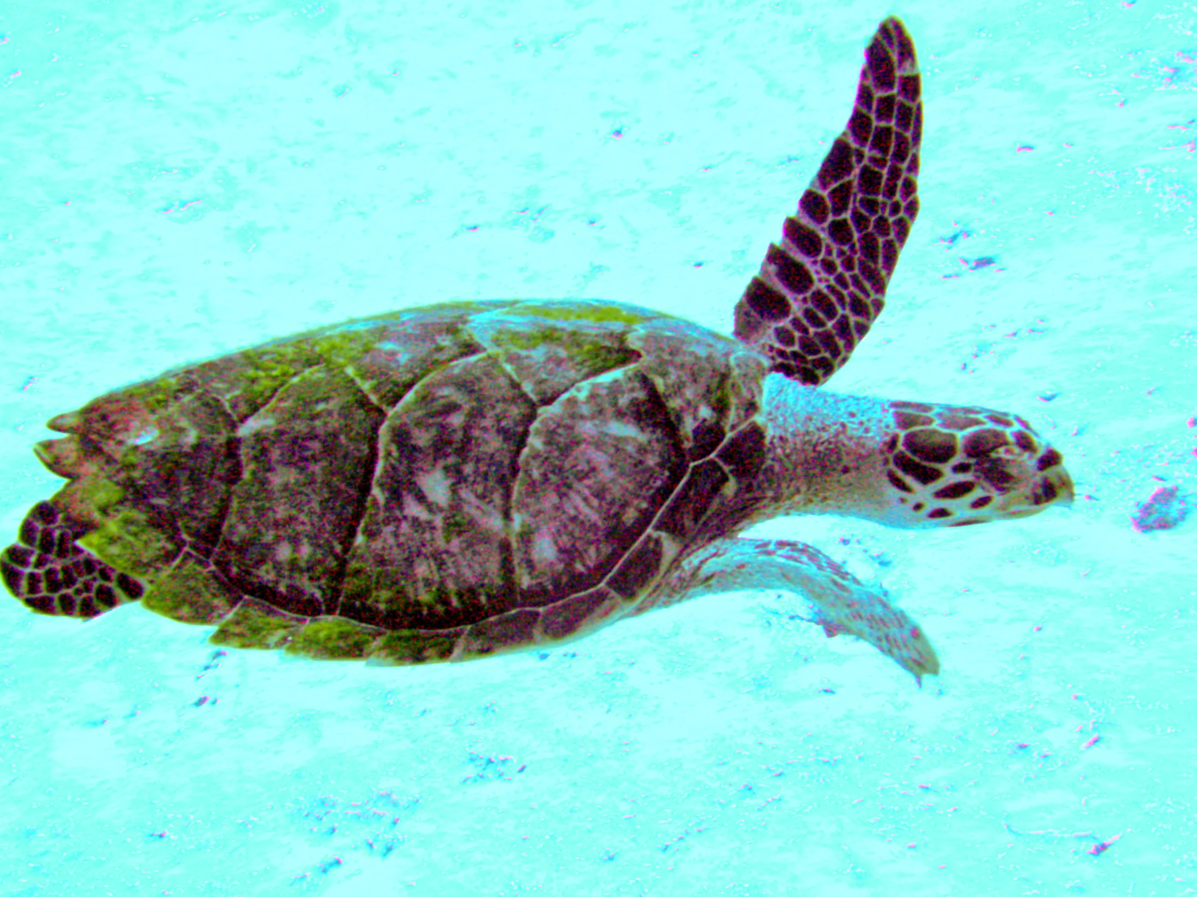 Hawksbill Turtle