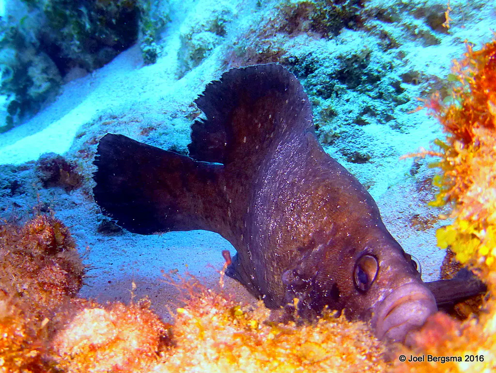 Cayman Islands underwater photograph, 2016