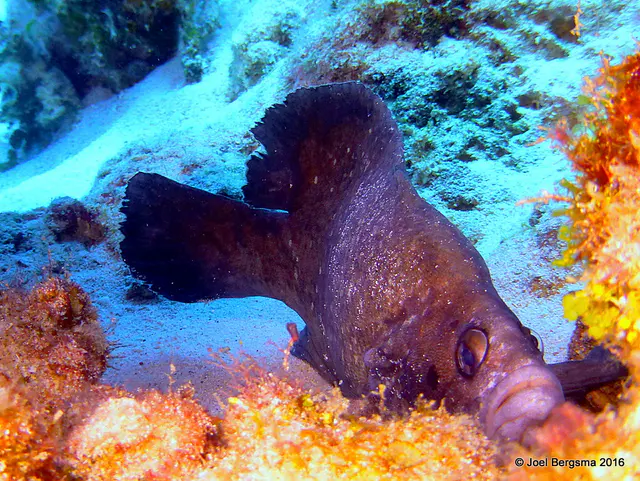 Underwater photograph by Joel Bergsma