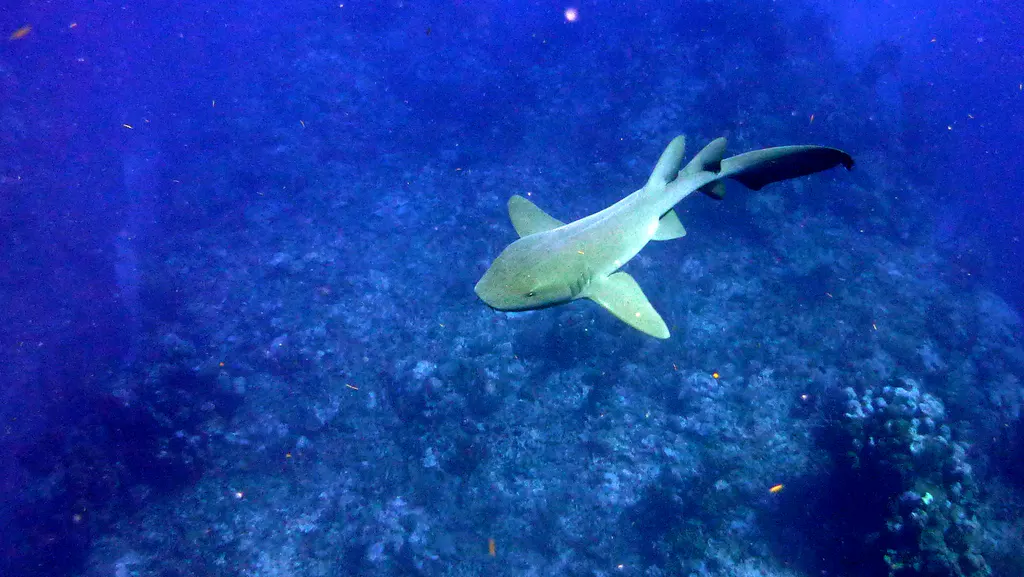 Underwater photograph by Joel Bergsma