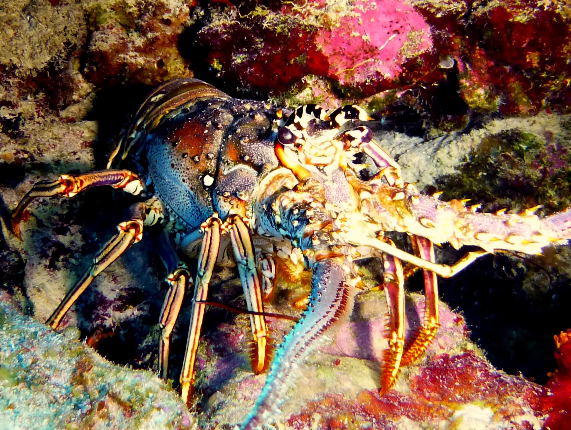 Lobster, Bonaire, 2013