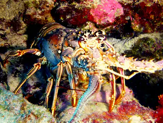 Underwater photograph by Joel Bergsma