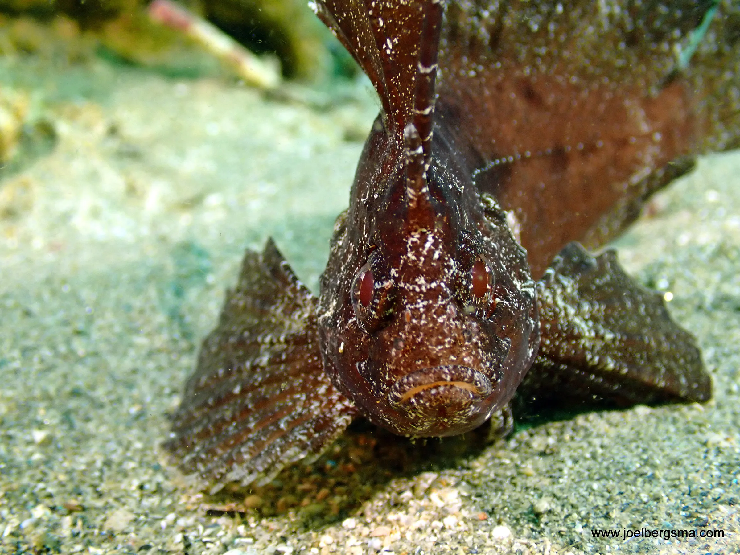 Philippines underwater photograph, 2022